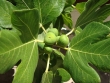 http://www.sapphoestate.com/images/listing_photos/107_dsc02833.jpg