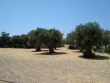 http://www.sapphoestate.com/images/listing_photos/132_dsc02865.jpg
