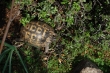 http://www.sapphoestate.com/images/listing_photos/171_dsc0380.jpg