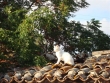 http://www.sapphoestate.com/images/listing_photos/187_dsc00790.jpg