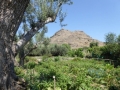 http://www.sapphoestate.com/images/listing_photos/18_P1010742.jpg