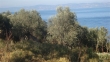 http://www.sapphoestate.com/images/listing_photos/213_dsc00177.jpg