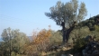 http://www.sapphoestate.com/images/listing_photos/213_dsc00185.jpg