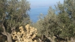 http://www.sapphoestate.com/images/listing_photos/213_dsc00187.jpg