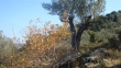http://www.sapphoestate.com/images/listing_photos/213_dsc00189.jpg