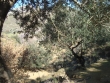 http://www.sapphoestate.com/images/listing_photos/218_dsc02183.jpg
