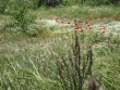 http://www.sapphoestate.com/images/listing_photos/224_dsc03059.jpg