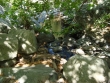 http://www.sapphoestate.com/images/listing_photos/233_dsc01759.jpg