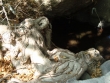 http://www.sapphoestate.com/images/listing_photos/233_dsc01768.jpg