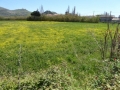http://www.sapphoestate.com/images/listing_photos/275_P1010137.jpg