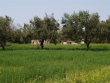 http://www.sapphoestate.com/images/listing_photos/27_kam0005_1.jpg