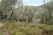 http://www.sapphoestate.com/images/listing_photos/291_dsc00323.jpg