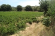 http://www.sapphoestate.com/images/listing_photos/300_dsc00455.jpg
