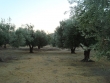 http://www.sapphoestate.com/images/listing_photos/314_dsc02426.jpg