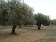 http://www.sapphoestate.com/images/listing_photos/314_dsc02430.jpg
