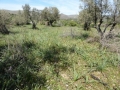 http://www.sapphoestate.com/images/listing_photos/340_P1010106.jpg