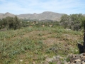 http://www.sapphoestate.com/images/listing_photos/340_P1010113.jpg
