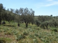 http://www.sapphoestate.com/images/listing_photos/340_P1010114.jpg