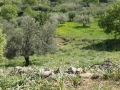 http://www.sapphoestate.com/images/listing_photos/340_P1010115.jpg