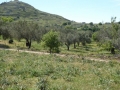 http://www.sapphoestate.com/images/listing_photos/340_P1010117.jpg