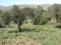 http://www.sapphoestate.com/images/listing_photos/340_P1010119.jpg