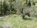 http://www.sapphoestate.com/images/listing_photos/340_P1010123.jpg