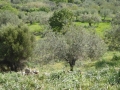 http://www.sapphoestate.com/images/listing_photos/340_P1010126.jpg