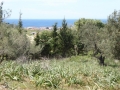 http://www.sapphoestate.com/images/listing_photos/340_P1010127.jpg