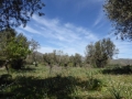http://www.sapphoestate.com/images/listing_photos/340_P1010131.jpg