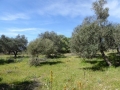 http://www.sapphoestate.com/images/listing_photos/342_P1010084.jpg