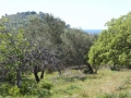 http://www.sapphoestate.com/images/listing_photos/342_P1010089.jpg