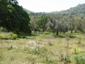 http://www.sapphoestate.com/images/listing_photos/342_P1010099.jpg