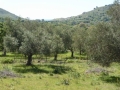 http://www.sapphoestate.com/images/listing_photos/342_P1010100.jpg