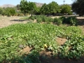 http://www.sapphoestate.com/images/listing_photos/357_P1010668.jpg