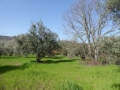 http://www.sapphoestate.com/images/listing_photos/366_P1020445.jpg