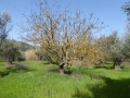 http://www.sapphoestate.com/images/listing_photos/366_P1020446.jpg