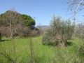 http://www.sapphoestate.com/images/listing_photos/366_P1020449.jpg