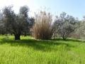 http://www.sapphoestate.com/images/listing_photos/366_P1020463.jpg