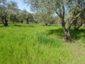 http://www.sapphoestate.com/images/listing_photos/366_P1020474.jpg