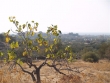 http://www.sapphoestate.com/images/listing_photos/75_pb074964.jpg