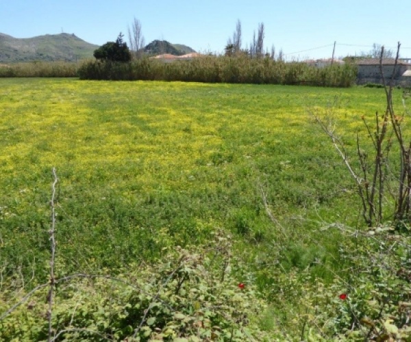 Skala Eressos, Lesvos Island 81105, ,Land Plot,For Sale,1105