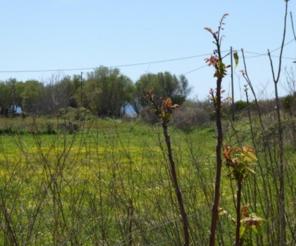 Skala Eressos, Lesvos Island 81105, ,Land Plot,For Sale,1105