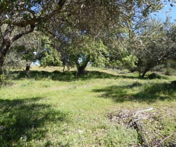 Kampos Eressos, Lesvos Island 81105, ,Land Plot,For Sale,1010