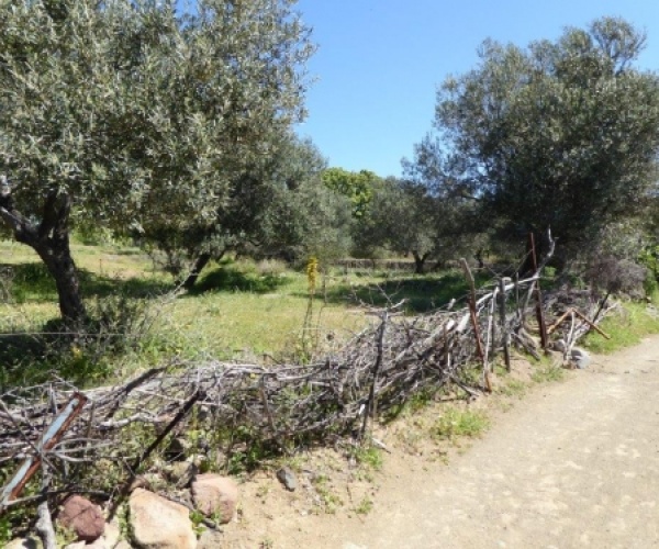 Kampos Eressos, Lesvos Island 81105, ,Land Plot,For Sale,1010