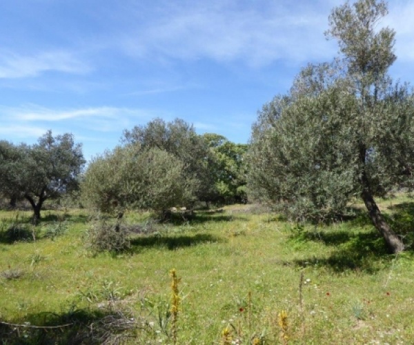 Kampos Eressos, Lesvos Island 81105, ,Land Plot,For Sale,1010