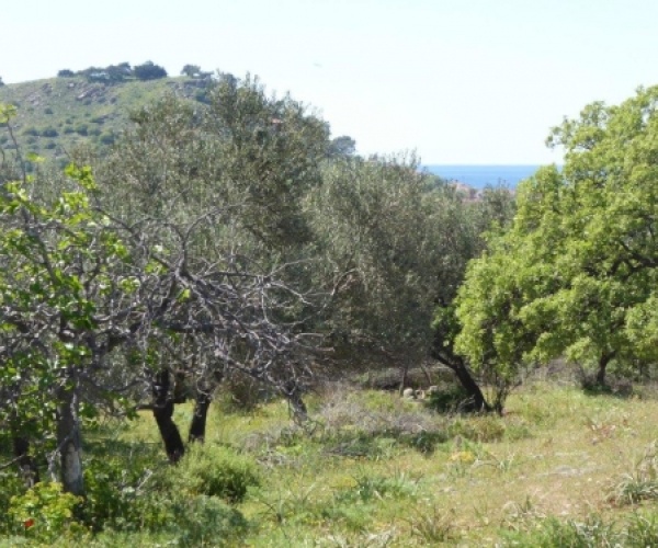 Kampos Eressos, Lesvos Island 81105, ,Land Plot,For Sale,1010