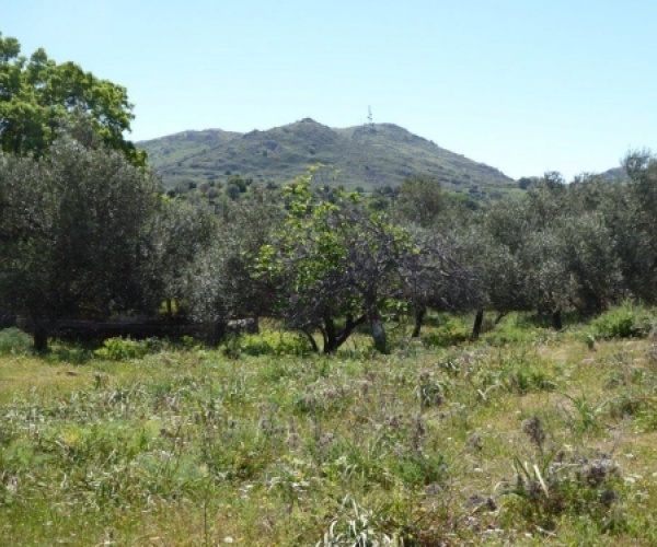 Kampos Eressos, Lesvos Island 81105, ,Land Plot,For Sale,1010