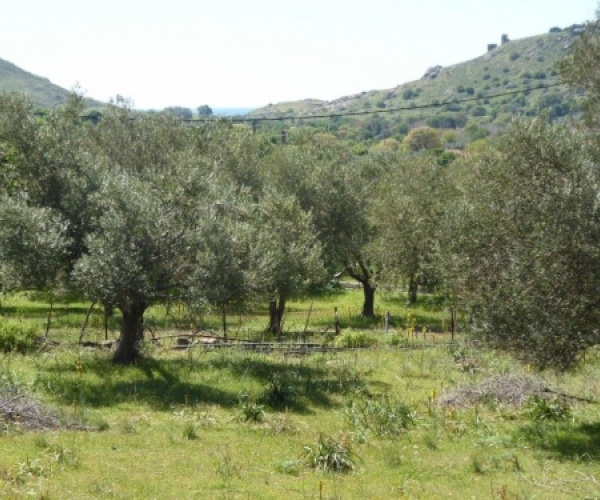 Kampos Eressos, Lesvos Island 81105, ,Land Plot,For Sale,1010