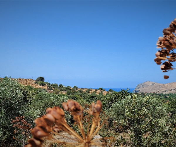 Kampos Eressos, Lesvos Island 81105, ,Land Plot,For Sale,1127