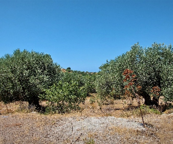 Kampos Eressos, Lesvos Island 81105, ,Land Plot,For Sale,1127